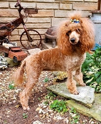 standard poodle Janey - Mini